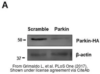 Anti-beta Actin antibody [GT5512] used in Western Blot (WB). GTX629630