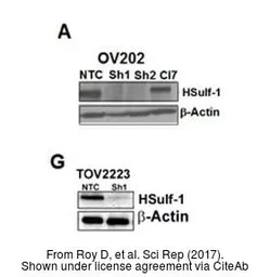 Anti-beta Actin antibody [GT5512] used in Western Blot (WB). GTX629630
