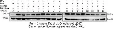 Anti-beta Actin antibody [GT5512] used in Western Blot (WB). GTX629630