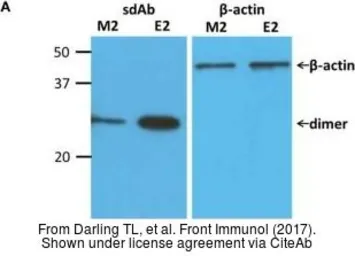 Anti-beta Actin antibody [GT5512] used in Western Blot (WB). GTX629630