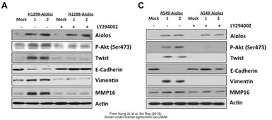 Anti-beta Actin antibody [GT5512] used in Western Blot (WB). GTX629630