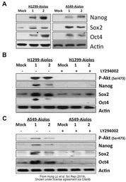 Anti-beta Actin antibody [GT5512] used in Western Blot (WB). GTX629630