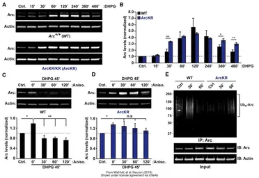 Anti-beta Actin antibody [GT5512] used in Western Blot (WB). GTX629630