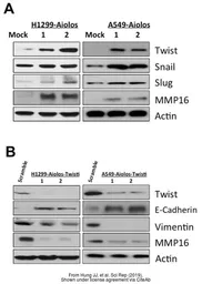 Anti-beta Actin antibody [GT5512] used in Western Blot (WB). GTX629630