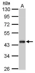 Anti-beta Actin antibody [GT5512] used in Western Blot (WB). GTX629630