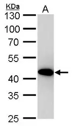 Anti-beta Actin antibody [GT5512] used in Western Blot (WB). GTX629630