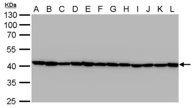 Anti-beta Actin antibody [GT5512] used in Western Blot (WB). GTX629630