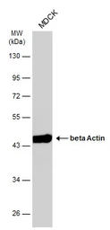 Anti-beta Actin antibody [GT5512] used in Western Blot (WB). GTX629630