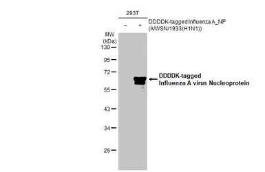 Anti-Influenza A virus Nucleoprotein antibody [GT1236] used in Western Blot (WB). GTX629633