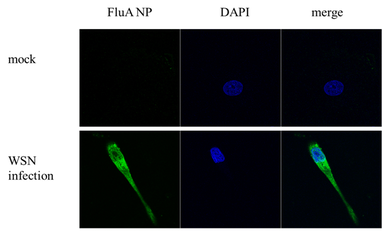 Anti-Influenza A virus Nucleoprotein antibody [GT1236] used in Immunocytochemistry/ Immunofluorescence (ICC/IF). GTX629633