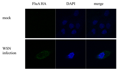 Anti-Influenza A virus H1N1 HA (Hemagglutinin) antibody [GT223] used in Immunocytochemistry/ Immunofluorescence (ICC/IF). GTX629750