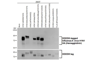 Anti-Influenza A virus H1N1 HA (Hemagglutinin) antibody [GT223] used in Western Blot (WB). GTX629750