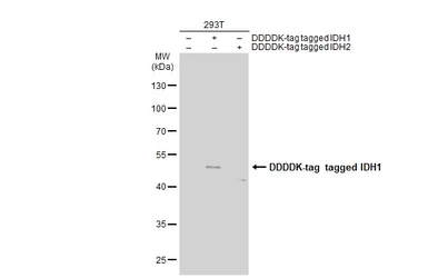 Anti-IDH1 antibody [GT1521] used in Western Blot (WB). GTX629818