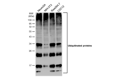 Anti-Ubiquitin antibody [GT7811] used in Western Blot (WB). GTX630148