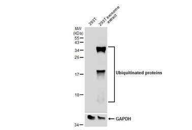 Anti-Ubiquitin antibody [GT7811] used in Western Blot (WB). GTX630148
