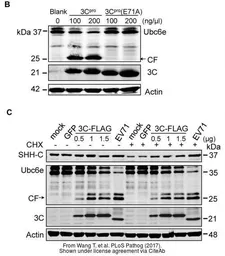 Anti-Enterovirus 71 3C antibody [B3] used in Western Blot (WB). GTX630191