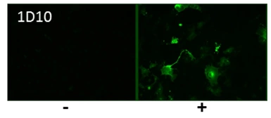 Anti-Avian Influenza A virus H5N1 HA (Hemagglutinin) antibody [1D10] used in Immunocytochemistry/ Immunofluorescence (ICC/IF). GTX632358