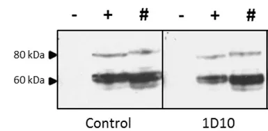 Anti-Avian Influenza A virus H5N1 HA (Hemagglutinin) antibody [1D10] used in Western Blot (WB). GTX632358