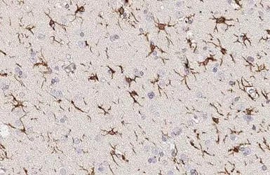 Anti-Iba1 antibody [GT10312] used in IHC (Paraffin sections) (IHC-P). GTX632426