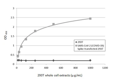 Anti-SARS-CoV / SARS-CoV-2 (COVID-19) spike antibody [1A9] used in ELISA (ELISA). GTX632604