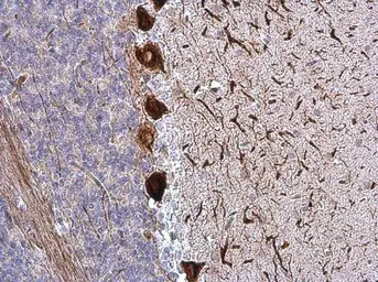Anti-NF-H antibody [GT114] used in IHC (Paraffin sections) (IHC-P). GTX634289