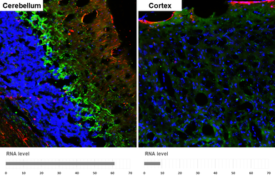 Anti-NF-H antibody [GT114] used in IHC (Frozen sections) (IHC-Fr). GTX634289