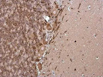 Anti-Myelin basic protein antibody [GT3412] used in IHC (Paraffin sections) (IHC-P). GTX634292
