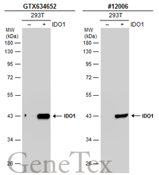 Anti-IDO1 antibody [GT273] used in Western Blot (WB). GTX634652