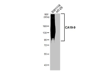 Anti-CA19-9 antibody [GT933] used in Western Blot (WB). GTX635389