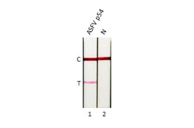 Anti-ASFV p54 antibody [GT853] used in Lateral Flow (Lateral Flow). GTX635690