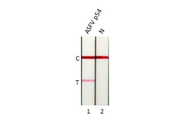 Anti-ASFV p54 antibody [GT853] used in Lateral Flow (Lateral Flow). GTX635690