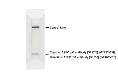 Anti-ASFV p54 antibody [GT1075] used in Lateral Flow (Lateral Flow). GTX635691