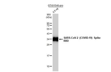 Anti-SARS-CoV-2 (COVID-19) Spike RBD antibody [HL257] used in Western Blot (WB). GTX635692