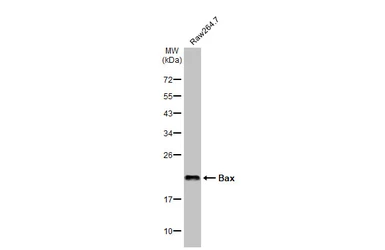 Anti-Bax antibody [HL236] used in Western Blot (WB). GTX635715