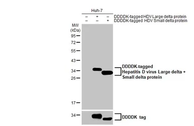 Anti-Hepatitis D virus Large delta + Small delta protein antibody [HL1053] used in Western Blot (WB). GTX636028