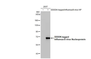 Anti-Influenza B virus Nucleoprotein antibody [HL1069] used in Western Blot (WB). GTX636100
