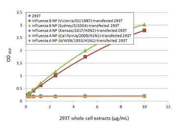 Anti-Influenza B virus Nucleoprotein antibody [HL1073] used in ELISA (ELISA). GTX636194
