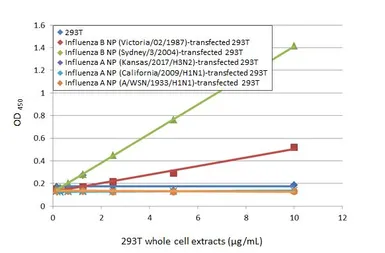 Anti-Influenza B virus Nucleoprotein antibody [HL1073] used in ELISA (ELISA). GTX636194