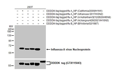Anti-Influenza A virus Nucleoprotein antibody [HL1078] used in Western Blot (WB). GTX636199
