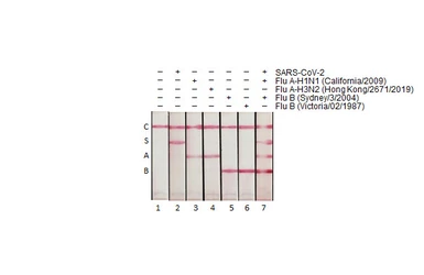 Anti-Influenza A virus Nucleoprotein antibody [HL1078] used in Lateral Flow (Lateral Flow). GTX636199