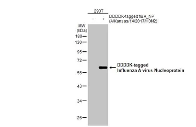 Anti-Influenza A virus Nucleoprotein antibody [HL1089] used in Western Blot (WB). GTX636247