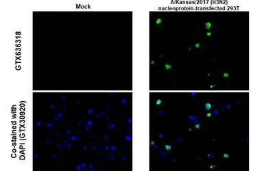 Anti-Influenza A virus Nucleoprotein antibody [HL1103] used in IHC-P (cell pellet) (IHC-P (cell pellet)). GTX636318