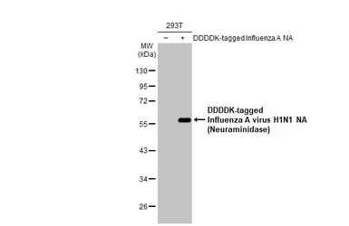 Anti-Influenza A virus H1N1 NA (Neuraminidase) antibody [HL1108] used in Western Blot (WB). GTX636323