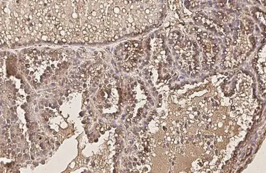 Anti-AKT1 antibody [HL1142] used in IHC (Paraffin sections) (IHC-P). GTX636413