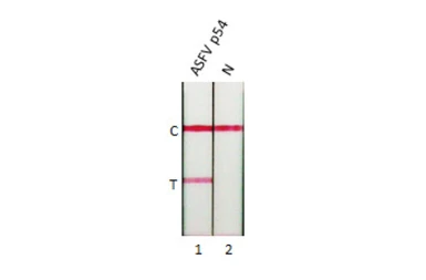 Anti-ASFV p54 antibody [HL1219] used in Lateral Flow (Lateral Flow). GTX636563