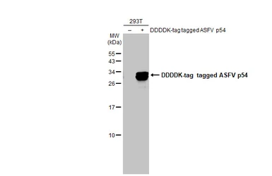 Anti-ASFV p54 antibody [HL1219] used in Western Blot (WB). GTX636563