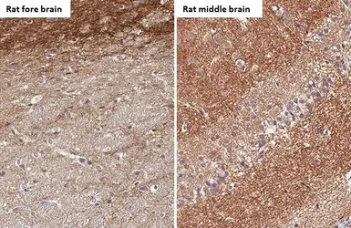 Anti-alpha Synuclein antibody [HL1242] used in IHC (Paraffin sections) (IHC-P). GTX636641