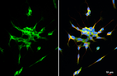 Anti-alpha Synuclein antibody [HL1242] used in Immunocytochemistry/ Immunofluorescence (ICC/IF). GTX636641