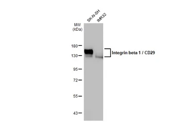 Anti-Integrin beta 1 / CD29 antibody [HL1255] used in Western Blot (WB). GTX636657