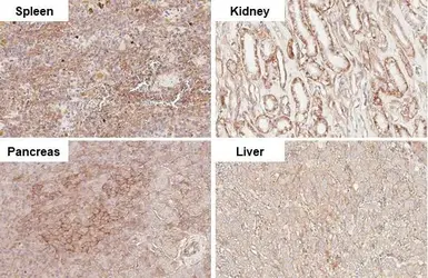 Anti-Integrin beta 1 / CD29 antibody [HL1255] used in IHC (Paraffin sections) (IHC-P). GTX636657